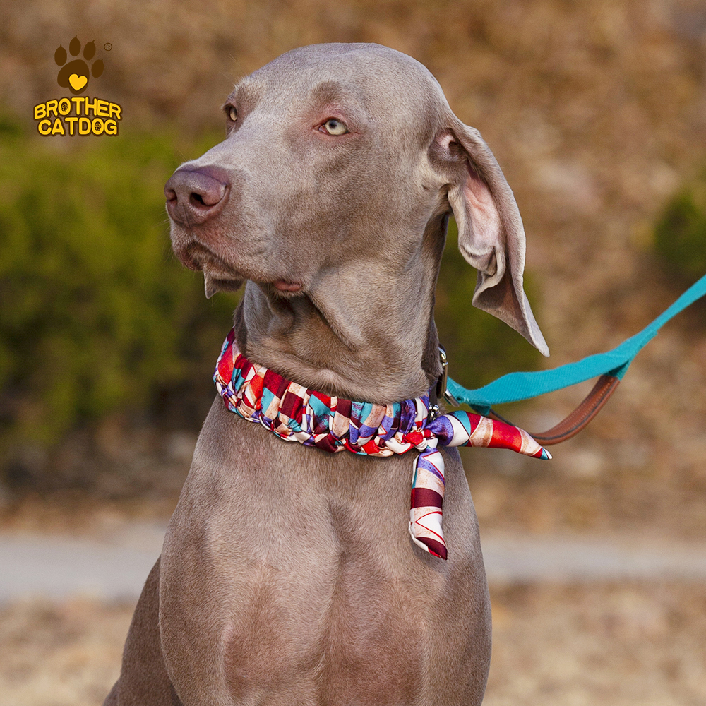 Personalized Dog collars / Custom Dog Collars / Dog Collar Leather / Brother Cat Dog