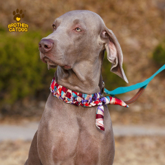 Personalized Dog collars / Custom Dog Collars / Dog Collar Leather / Brother Cat Dog