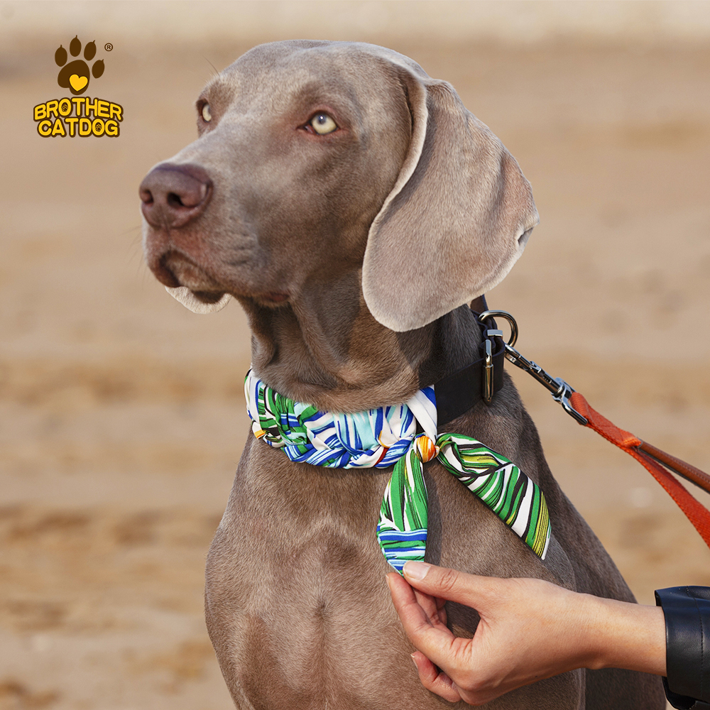 Personalized Dog collars / Custom Dog Collars / Dog Collar Leather / Brother Cat Dog