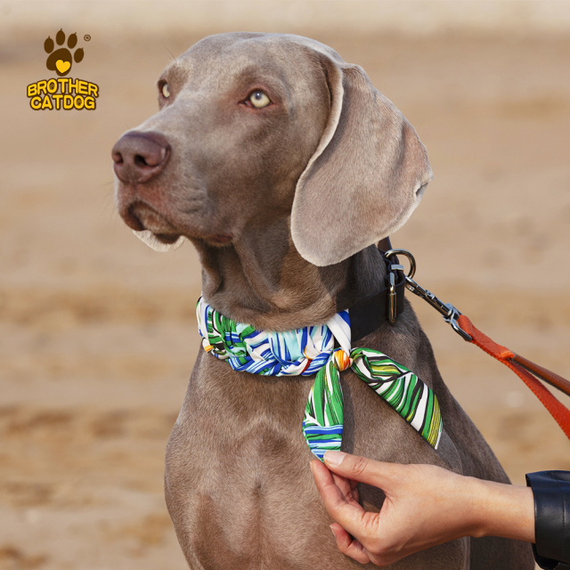Personalized Dog collars / Custom Dog Collars / Dog Collar Leather / Brother Cat Dog