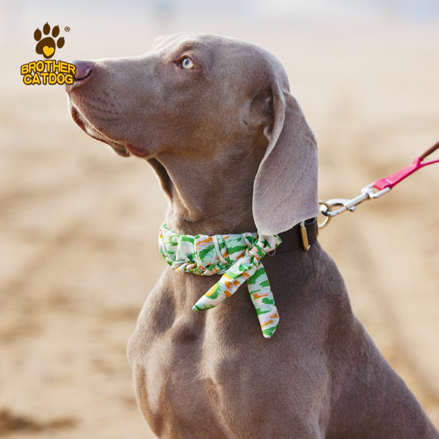 Personalized Dog collars / Custom Dog Collars / Dog Collar Leather / Brother Cat Dog