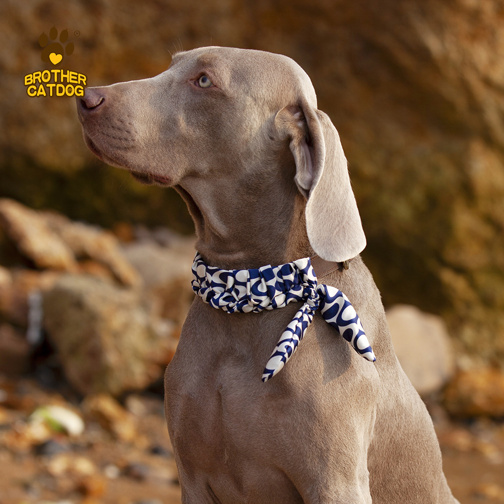 Personalized Dog collars / Custom Dog Collars / Dog Collar Leather / Brother Cat Dog
