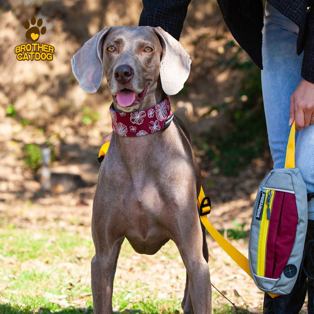Pet Supplies / Dog collars & Harnesses & Leashes