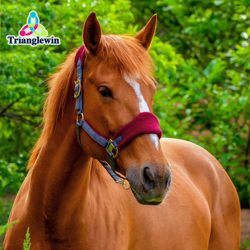 First Choice Horse Supplies  Horse Wear Horse Halters