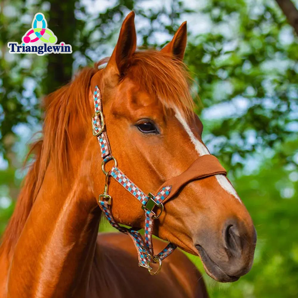Custom Horse Halters  Personalized Horse Halters  Equestrian Supplies