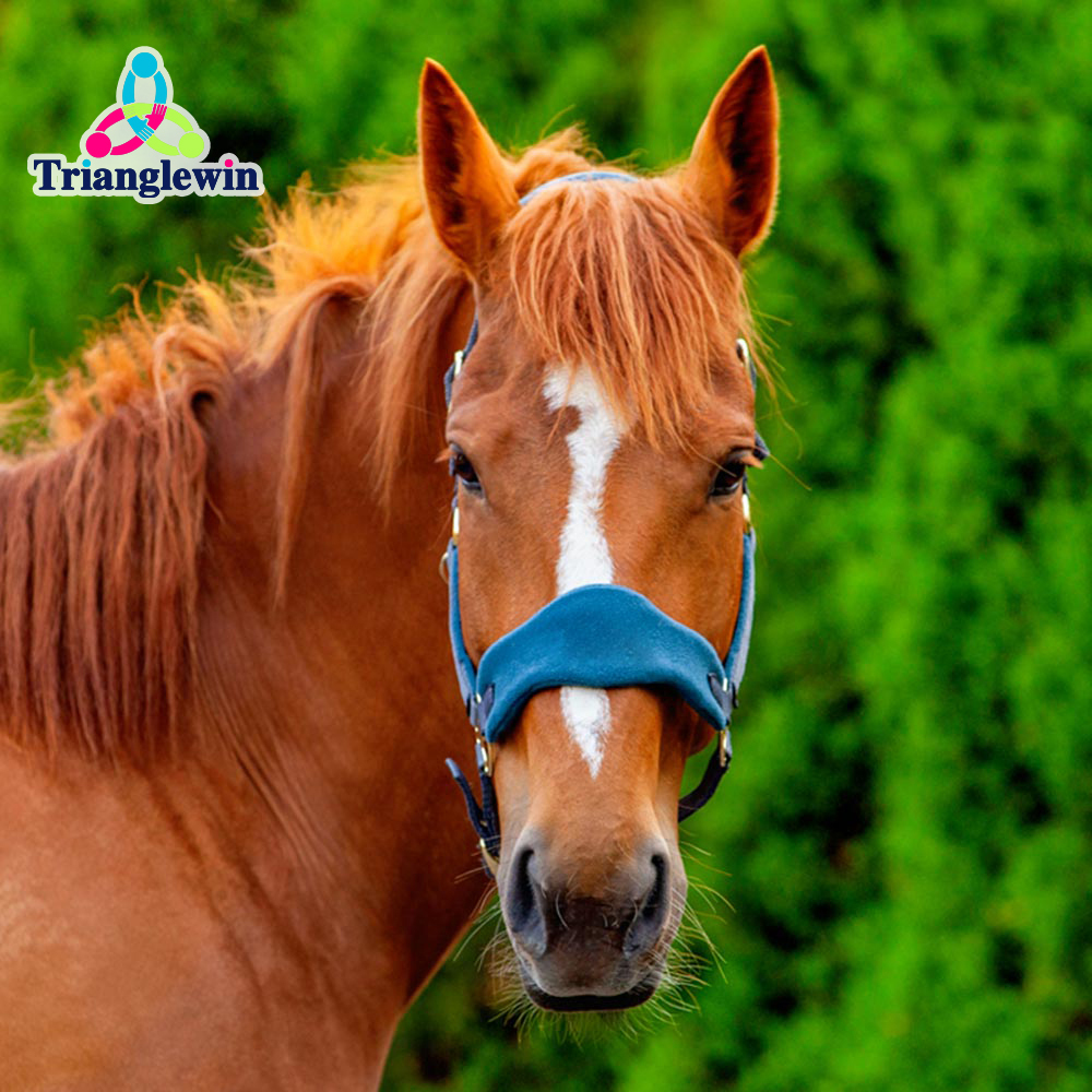 Custom Equestrian Supplies Horse Equipment Polypropylene Available Horse Halter with lead Rope in All colors