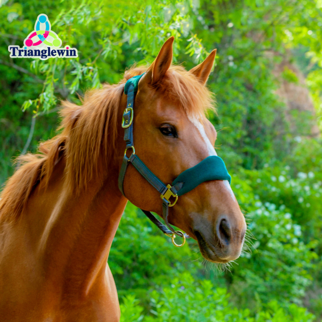 Wholesale Customize Horse Halters / Equestrian Equine Products  Customize Equip