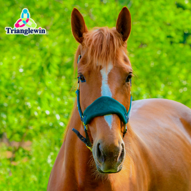 Wholesale Customize Horse Halters / Equestrian Equine Products  Customize Equip