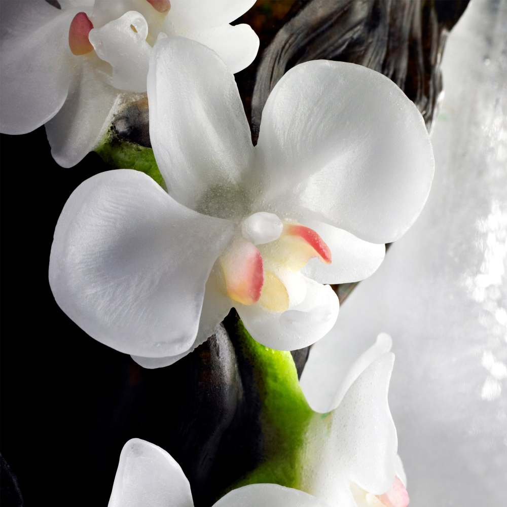 Crystal Mountain, The Power of Ascension-Yushan Juniper