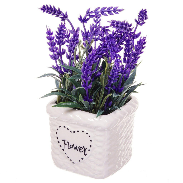 Flowers  Lavender 22CM in a Pot,Flowers  Lavender 22CM in a Pot