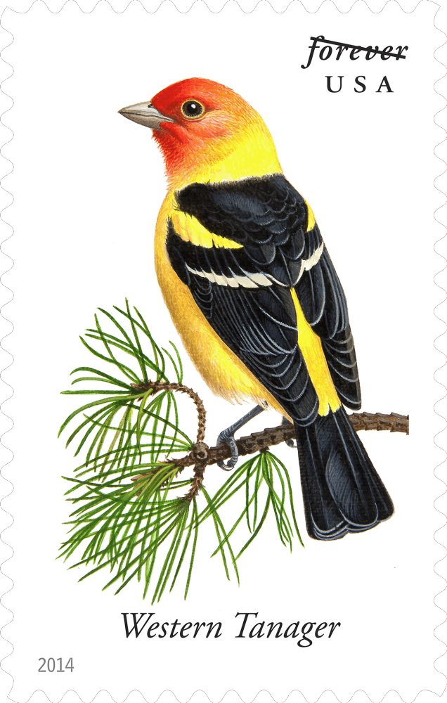 2014  Songbirds