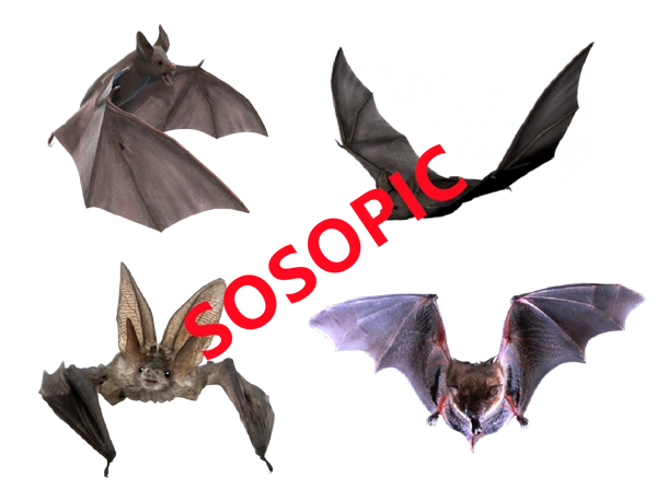 Halloween bat themed decorative element icons pattern template (8)