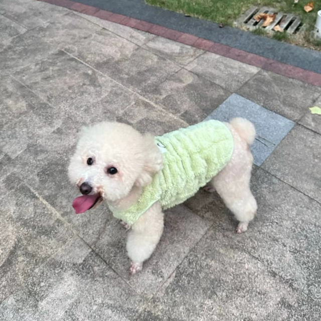 Small Dog Teddy Poodle Apparel Classic Winter Clothes with Fleece Lining Lightweight Washable Foldable Made of Polyester,U-ME PET LUV,Cozy Fleece Winter Outfits for Small Dogs and Cats (Fits Poodles, Bichons, Pomeranians)