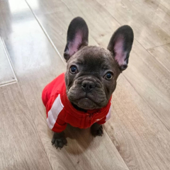 Hot Selling Winter Warm Dog Hoodie Lightweight Polyester Letter Print Washable for French Bulldog Cats Small Medium Large Pets,U-ME PET LUV,Winter Thermal Letter Print Fleece Hoodie for Dogs (French Bulldog, Bichon, Small to Large Breeds) & Cats | Pet Apparel