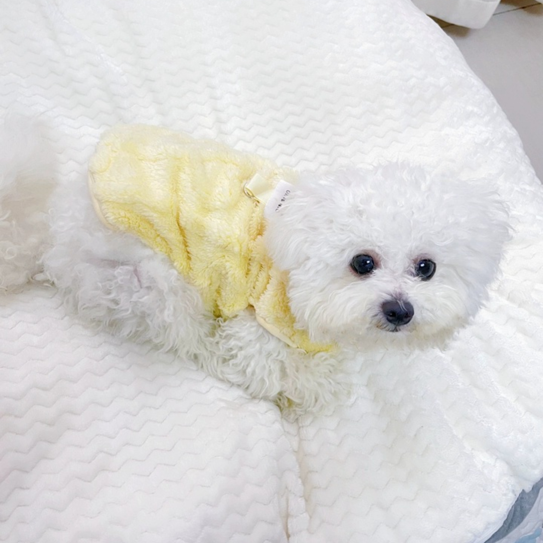 Small Dog Teddy Poodle Apparel Classic Winter Clothes with Fleece Lining Lightweight Washable Foldable Made of Polyester,U-ME PET LUV,Cozy Fleece Winter Outfits for Small Dogs and Cats (Fits Poodles, Bichons, Pomeranians)