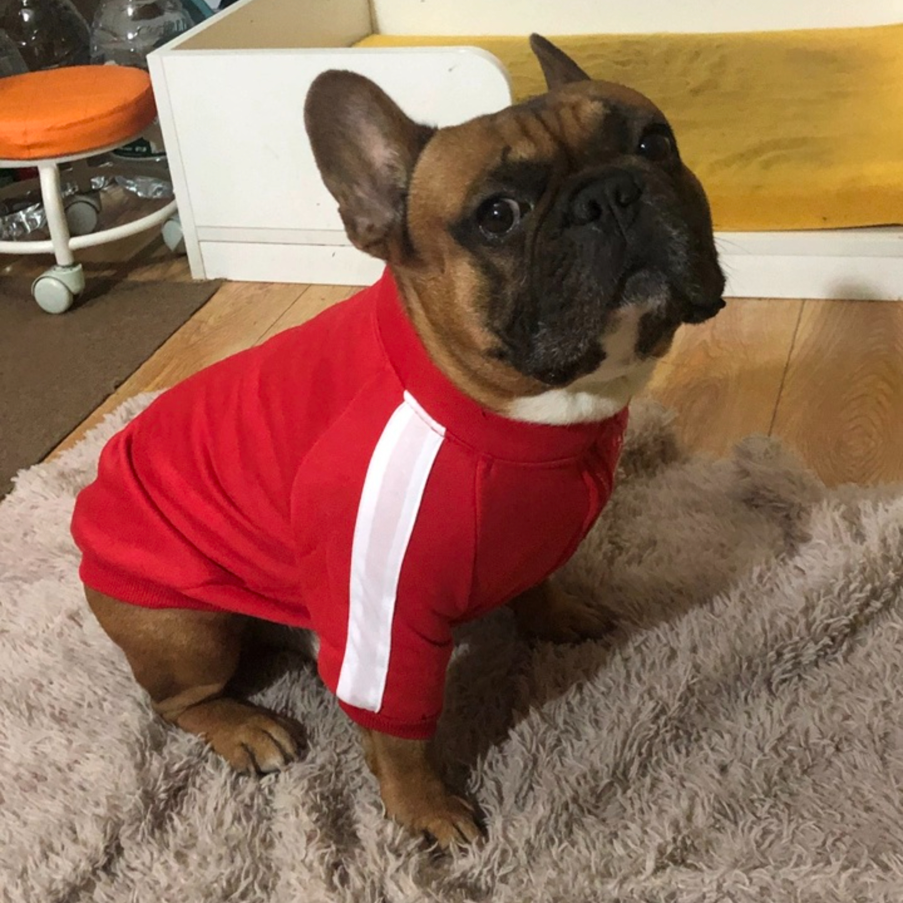Hot Selling Winter Warm Dog Hoodie Lightweight Polyester Letter Print Washable for French Bulldog Cats Small Medium Large Pets,U-ME PET LUV,Winter Thermal Letter Print Fleece Hoodie for Dogs (French Bulldog, Bichon, Small to Large Breeds) & Cats | Pet Apparel