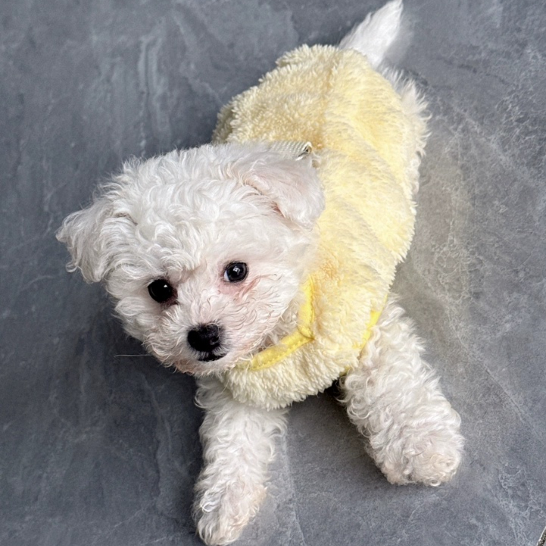 Small Dog Teddy Poodle Apparel Classic Winter Clothes with Fleece Lining Lightweight Washable Foldable Made of Polyester,U-ME PET LUV,Cozy Fleece Winter Outfits for Small Dogs and Cats (Fits Poodles, Bichons, Pomeranians)
