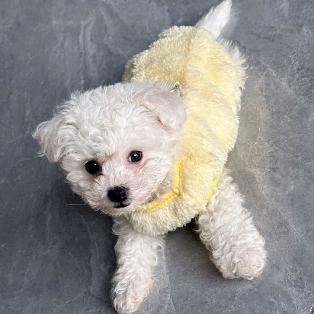 Small Dog Teddy Poodle Apparel Classic Winter Clothes with Fleece Lining Lightweight Washable Foldable Made of Polyester,U-ME PET LUV,Cozy Fleece Winter Outfits for Small Dogs and Cats (Fits Poodles, Bichons, Pomeranians)