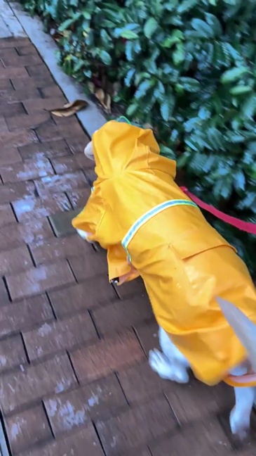 Wholesale OEM Custom Logo Outdoor Waterproof Pu Big Dog Pet Reflective Adjustable Zipper Raincoat With Pockets for Pet Apparel,U-ME PET LUV,New Design Reflective Dog Raincoat - Waterproof Cape Poncho for Medium & Large Dogs