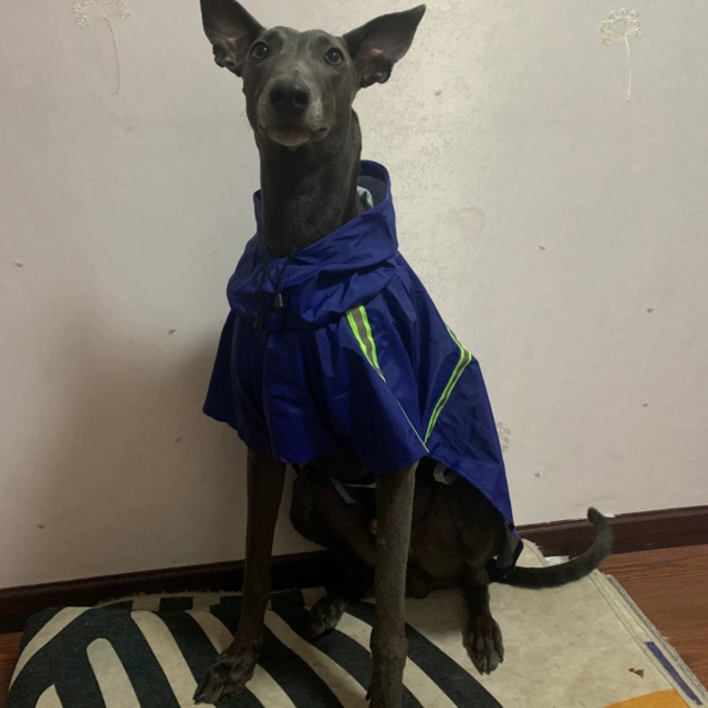 Wholesale OEM Custom Logo Outdoor Waterproof Pu Big Dog Pet Reflective Adjustable Zipper Raincoat With Pockets for Pet Apparel,U-ME PET LUV,New Design Reflective Dog Raincoat - Waterproof Cape Poncho for Medium & Large Dogs