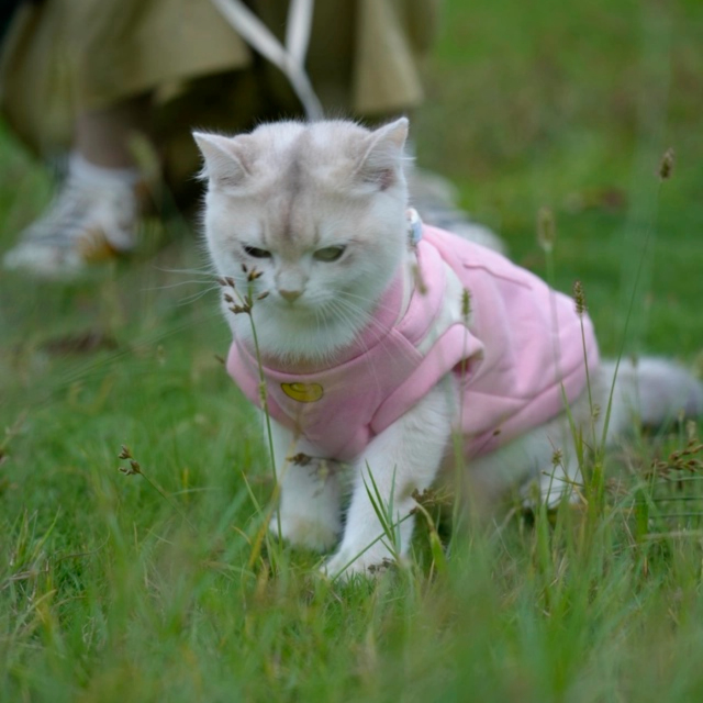 Autumn and Winter New Pet Vest for Cats and Dogs Classic Style Lightweight and Washable Double-Plush Windproof Polyester Vest,U-ME PET LUV,New Faux Two-Piece Fleece Hoodie Vest for Cats - Wind-Resistant Thermal Apparel