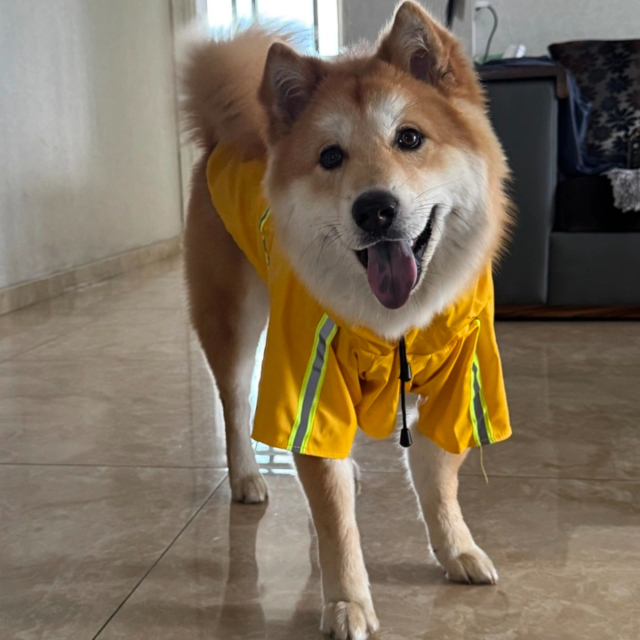 Wholesale OEM Custom Logo Outdoor Waterproof Pu Big Dog Pet Reflective Adjustable Zipper Raincoat With Pockets for Pet Apparel,U-ME PET LUV,New Design Reflective Dog Raincoat - Waterproof Cape Poncho for Medium & Large Dogs