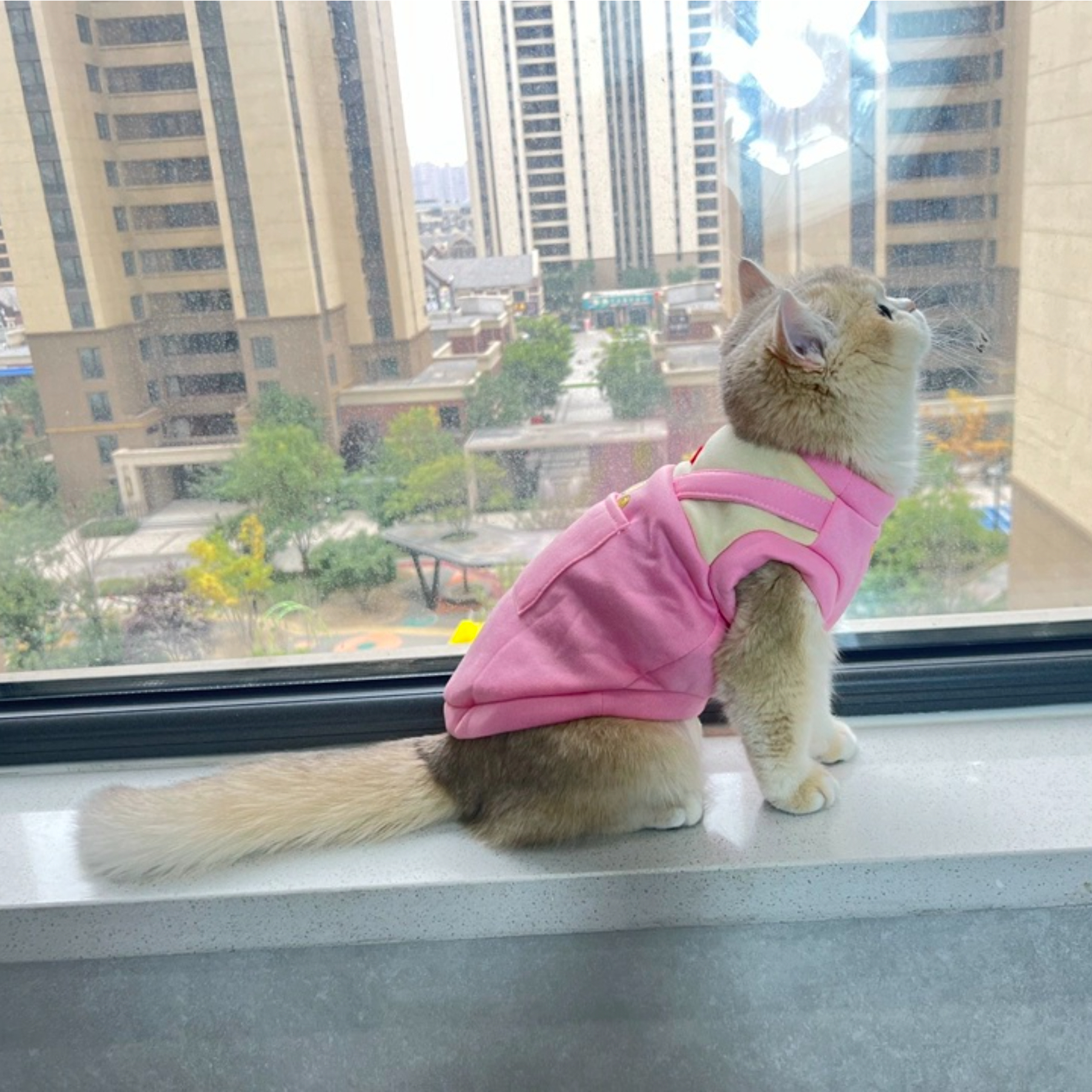 Autumn and Winter New Pet Vest for Cats and Dogs Classic Style Lightweight and Washable Double-Plush Windproof Polyester Vest,U-ME PET LUV,New Faux Two-Piece Fleece Hoodie Vest for Cats - Wind-Resistant Thermal Apparel