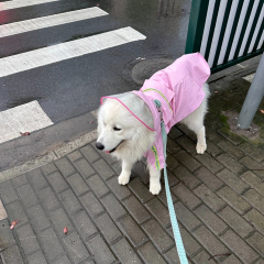 Wholesale OEM Custom Logo Outdoor Waterproof Pu Big Dog Pet Reflective Adjustable Zipper Raincoat With Pockets for Pet Apparel,U-ME PET LUV,New Design Reflective Dog Raincoat - Waterproof Cape Poncho for Medium & Large Dogs