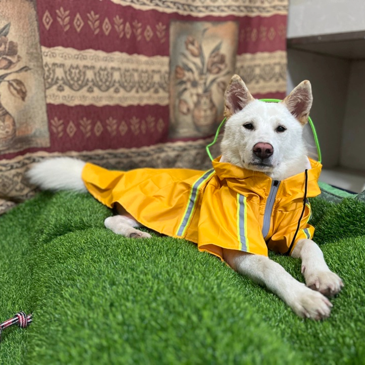Wholesale OEM Custom Logo Outdoor Waterproof Pu Big Dog Pet Reflective Adjustable Zipper Raincoat With Pockets for Pet Apparel,U-ME PET LUV,New Design Reflective Dog Raincoat - Waterproof Cape Poncho for Medium & Large Dogs