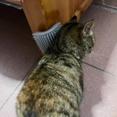 Hot-Selling PP Material Wall-Mounted Self-Grooming Cat Corner Massager Itch Relief & Hair Remover for Happy Pets,U-ME PET LUV,Self-Grooming Cat Scratcher with Catnip - Fur-Removing Bliss Station