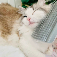 Hot-Selling PP Material Wall-Mounted Self-Grooming Cat Corner Massager Itch Relief & Hair Remover for Happy Pets,U-ME PET LUV,Self-Grooming Cat Scratcher with Catnip - Fur-Removing Bliss Station