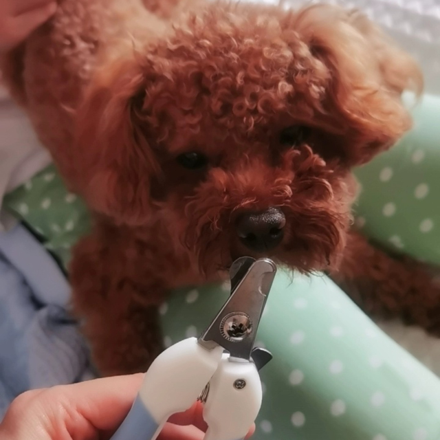 Wholesale Stainless Steel Pet Nail Clippers Safe Scissors for Dog & Cat Beauty Cleaning Supplies for Pet Grooming,U-ME PET LUV,Stainless Steel Pet Dog & Cat Nail Clipper for Grooming