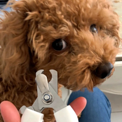 Wholesale Stainless Steel Pet Nail Clippers Safe Scissors for Dog & Cat Beauty Cleaning Supplies for Pet Grooming,U-ME PET LUV,Stainless Steel Pet Dog & Cat Nail Clipper for Grooming