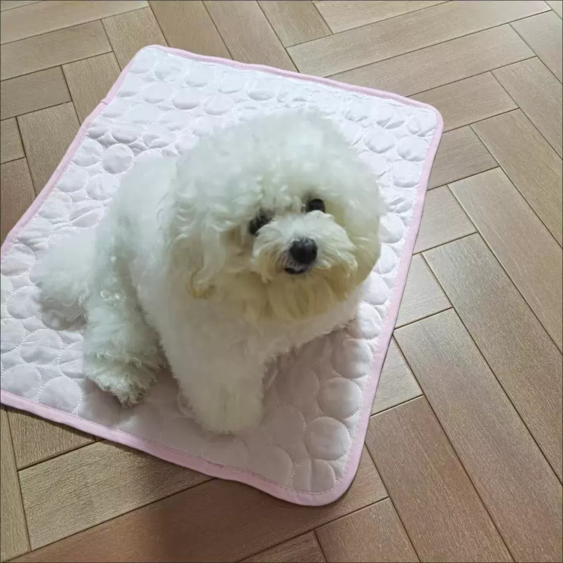 Modern Summer Pet Bed Explosions Silk Cooling Sleeping Mat for Dogs and Cats Cool Ice Animal Pattern Sofa Mat,U-ME PET LUV,Pet Summer Pet Sofa Mat, Floor Mat, Dog Cooling Pad, Spring-Summer Cat Cooling Mat, Ice Silk Pad, Temperature-Reducing Sleeping Mat