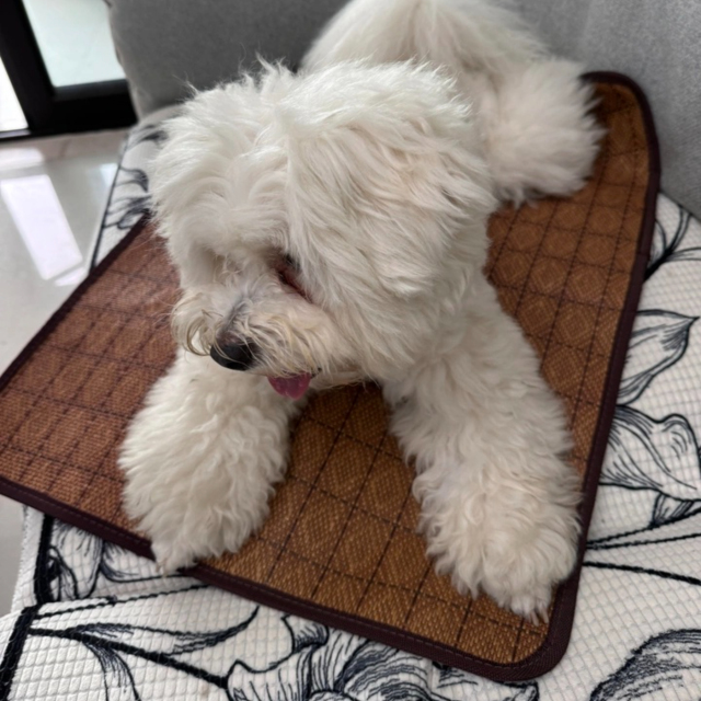 Hot-Selling Summer Cooling Pet Mat for Dogs & Cats Breathable Ice Pad with Ventilated Design Solid Pattern,U-ME PET LUV,Breathable Rattan Cooling Pad - Summer Pet Bed for Dogs & Cats