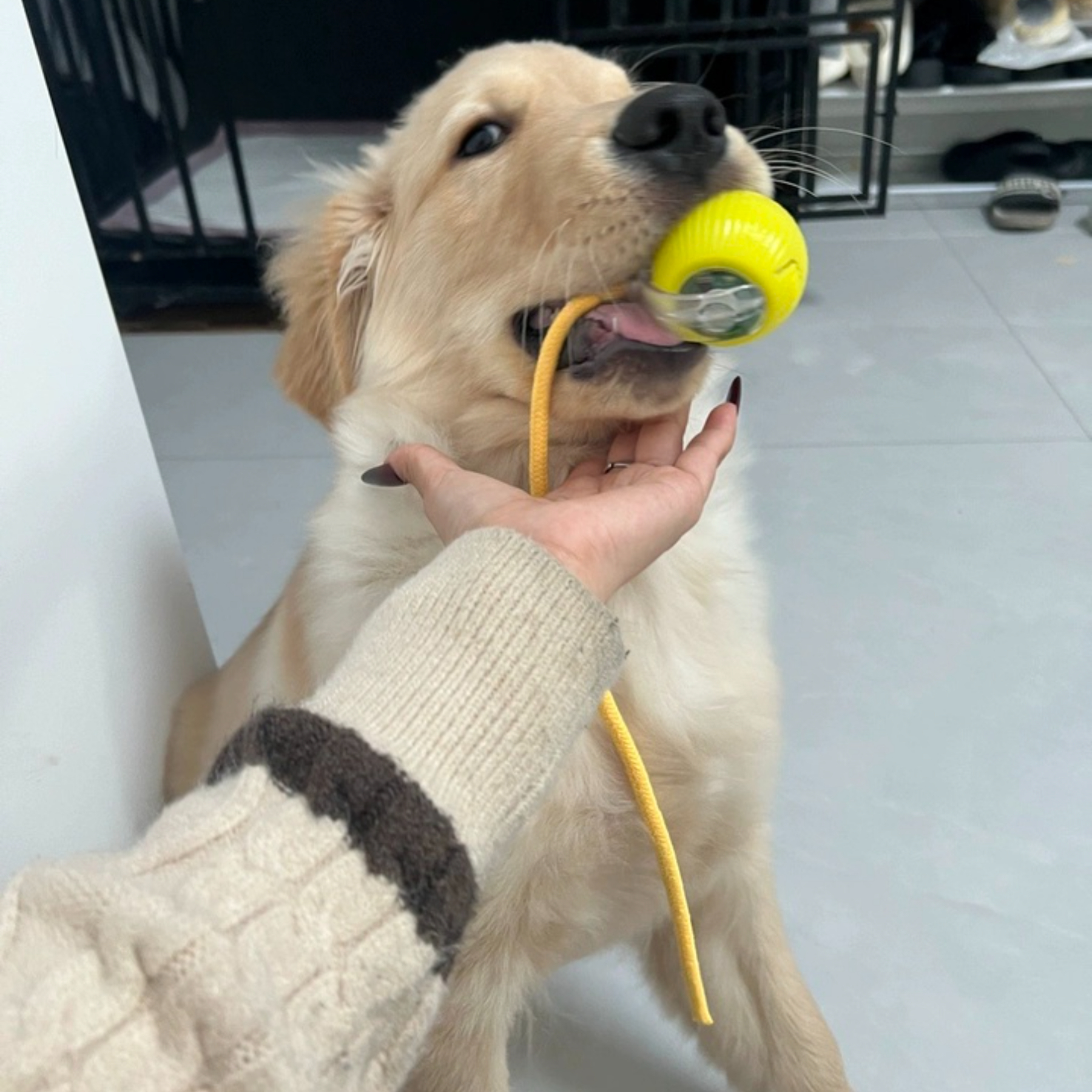Bestseller Self-Jumping Interactive Cat Toy Ball Durable Chew-Proof & Auto Motion Kitten Play with Rope,U-ME PET LUV,Automatic Chew-Proof Cat Ball with Tether - Interactive Bouncy Toy for Solo Fun