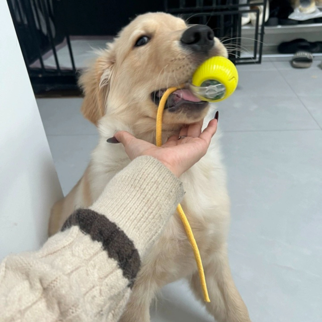 Bestseller Self-Jumping Interactive Cat Toy Ball Durable Chew-Proof & Auto Motion Kitten Play with Rope,U-ME PET LUV,Automatic Chew-Proof Cat Ball with Tether - Interactive Bouncy Toy for Solo Fun
