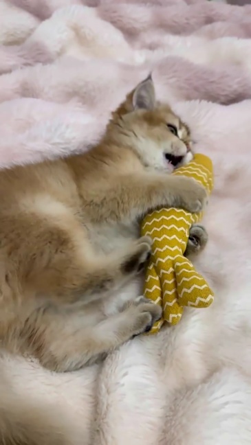 Hot-Selling Catnip Jute Fish Toy Interactive Linen Chew Stick for Kittens Daily Use Cartoon Style Self-Play Fun Boredom Relief,U-ME PET LUV,Bestselling Catnip Linen Fish Cat Toy - Realistic Kitten Teether for Self - Play & Boredom Relief
