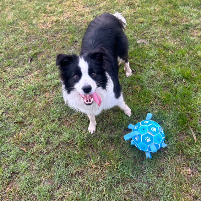 Hot-Selling Interactive Squeaky Dog Toy Outdoor Molar Bite-Resistant Inflatable Football for Daily Training PP Cotton PU,U-ME PET LUV,Premium Pet Dog Training Toy - Outdoor Inflatable Soccer, Molar - Friendly, Bite - Resistant with Squeaker