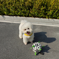 Hot-Selling Interactive Squeaky Dog Toy Outdoor Molar Bite-Resistant Inflatable Football for Daily Training PP Cotton PU,U-ME PET LUV,Premium Pet Dog Training Toy - Outdoor Inflatable Soccer, Molar - Friendly, Bite - Resistant with Squeaker