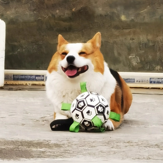 Hot-Selling Interactive Squeaky Dog Toy Outdoor Molar Bite-Resistant Inflatable Football for Daily Training PP Cotton PU,U-ME PET LUV,Premium Pet Dog Training Toy - Outdoor Inflatable Soccer, Molar - Friendly, Bite - Resistant with Squeaker