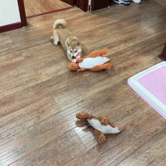 Wholesale Interactive Cartoon Cat Dog Toy Plush Pet Squeaky Feature Corn Velvet Multicolor Bite-Resistant Moilers Dog Cat,U-ME PET LUV,Squeaky Corn Fiber Chew Toy for Dogs & Cats - Durable Plush Pet Fun