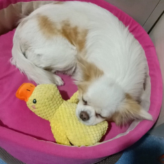 Small Medium Luxury Dogs' Chew Toy Hot-Selling Squeaky Plush Duck Durable Eco-Friendly Bedtime Companion for Daily Use,U-ME PET LUV,Squeaky Chew-Proof Duck Buddy - Plush Dog Toy for or Small & Medium & Large Dogs
