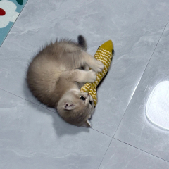 Hot-Selling Catnip Jute Fish Toy Interactive Linen Chew Stick for Kittens Daily Use Cartoon Style Self-Play Fun Boredom Relief,U-ME PET LUV,Bestselling Catnip Linen Fish Cat Toy - Realistic Kitten Teether for Self - Play & Boredom Relief