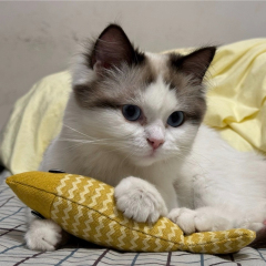 Hot-Selling Catnip Jute Fish Toy Interactive Linen Chew Stick for Kittens Daily Use Cartoon Style Self-Play Fun Boredom Relief,U-ME PET LUV,Bestselling Catnip Linen Fish Cat Toy - Realistic Kitten Teether for Self - Play & Boredom Relief