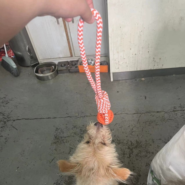 Interactive Watermelon Rope Toy Tear-Resistant Dental Chewer for Large Breed Aggressive Chewers Daily Use,U-ME PET LUV,ses engineering terminology ("tensile strength", "biofilm formation")