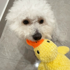 Small Medium Luxury Dogs' Chew Toy Hot-Selling Squeaky Plush Duck Durable Eco-Friendly Bedtime Companion for Daily Use,U-ME PET LUV,Squeaky Chew-Proof Duck Buddy - Plush Dog Toy for or Small & Medium & Large Dogs