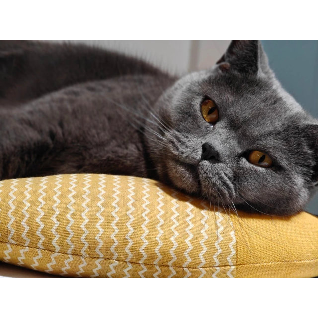 Hot-Selling Catnip Jute Fish Toy Interactive Linen Chew Stick for Kittens Daily Use Cartoon Style Self-Play Fun Boredom Relief,U-ME PET LUV,Bestselling Catnip Linen Fish Cat Toy - Realistic Kitten Teether for Self - Play & Boredom Relief
