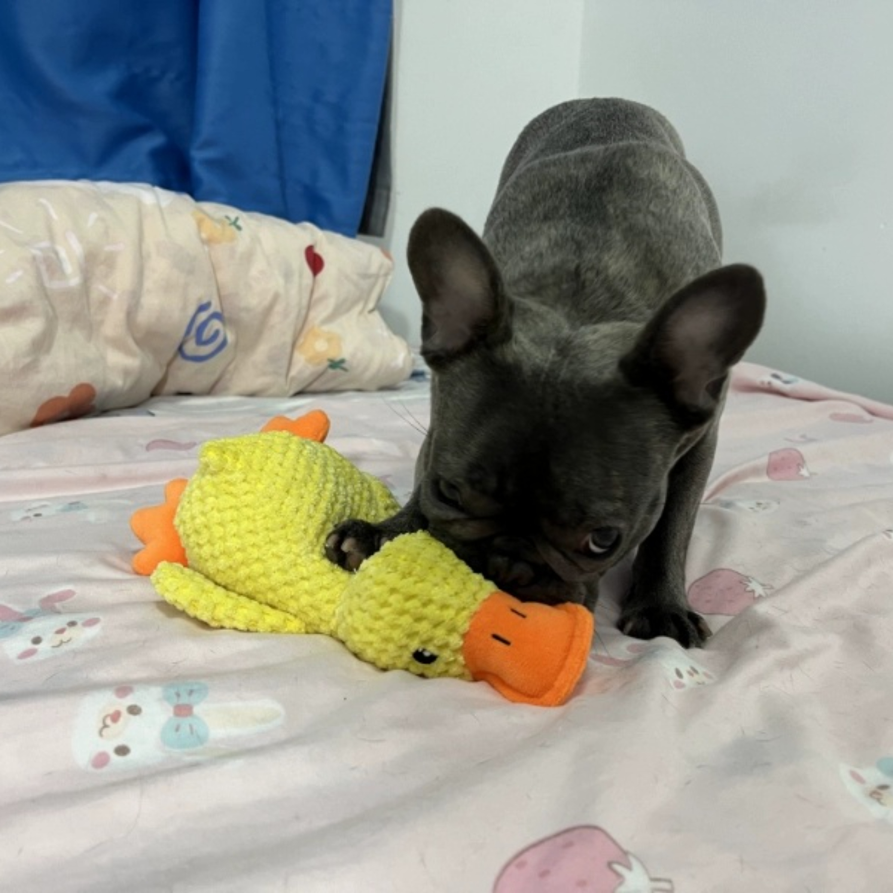 Small Medium Luxury Dogs' Chew Toy Hot-Selling Squeaky Plush Duck Durable Eco-Friendly Bedtime Companion for Daily Use,U-ME PET LUV,Squeaky Chew-Proof Duck Buddy - Plush Dog Toy for or Small & Medium & Large Dogs