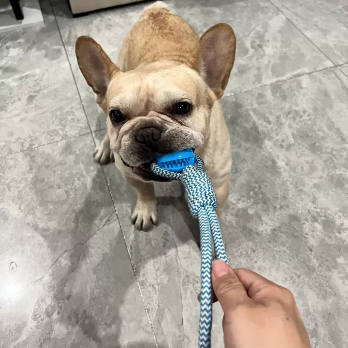 Interactive Watermelon Rope Toy Tear-Resistant Dental Chewer for Large Breed Aggressive Chewers Daily Use,U-ME PET LUV,ses engineering terminology ("tensile strength", "biofilm formation")